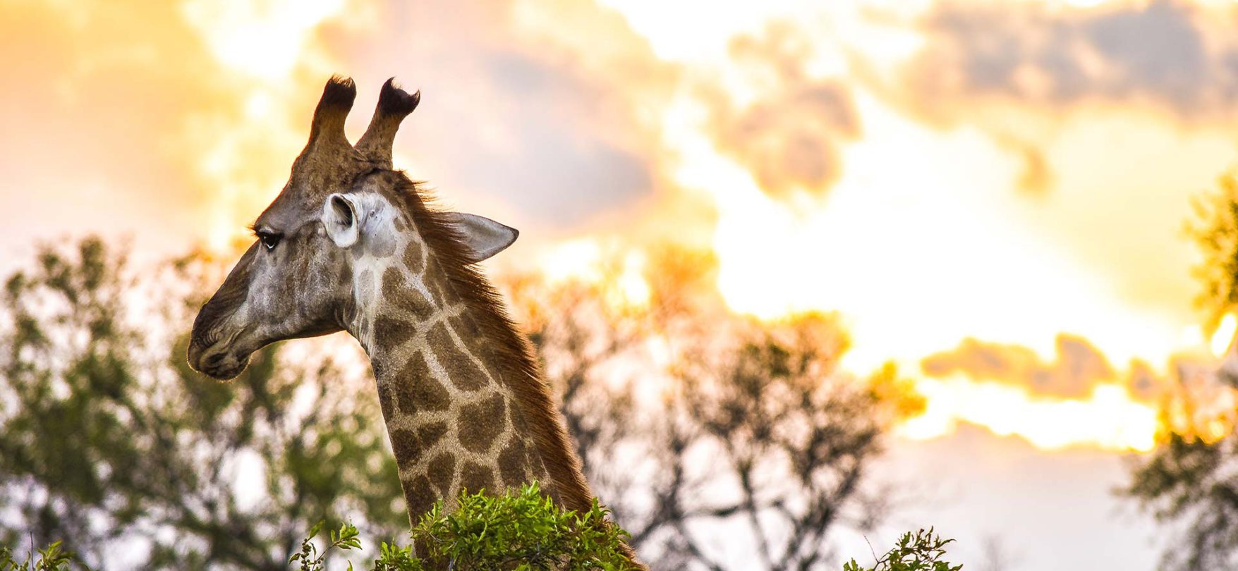 Elefanten, Zebras und Giraffen - Tiere, die man sonst nur aus dem Zoo kennt, trifft man hier im echten Lebensraum