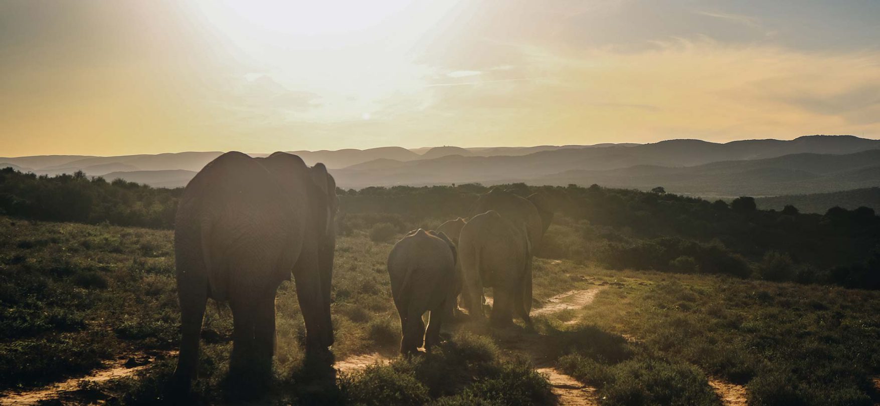 Wenn man Glück hat, kann man auf einer Safari durch den Kruger Nationalpark auf majestätische Elefanten treffen. Beeindruckend!