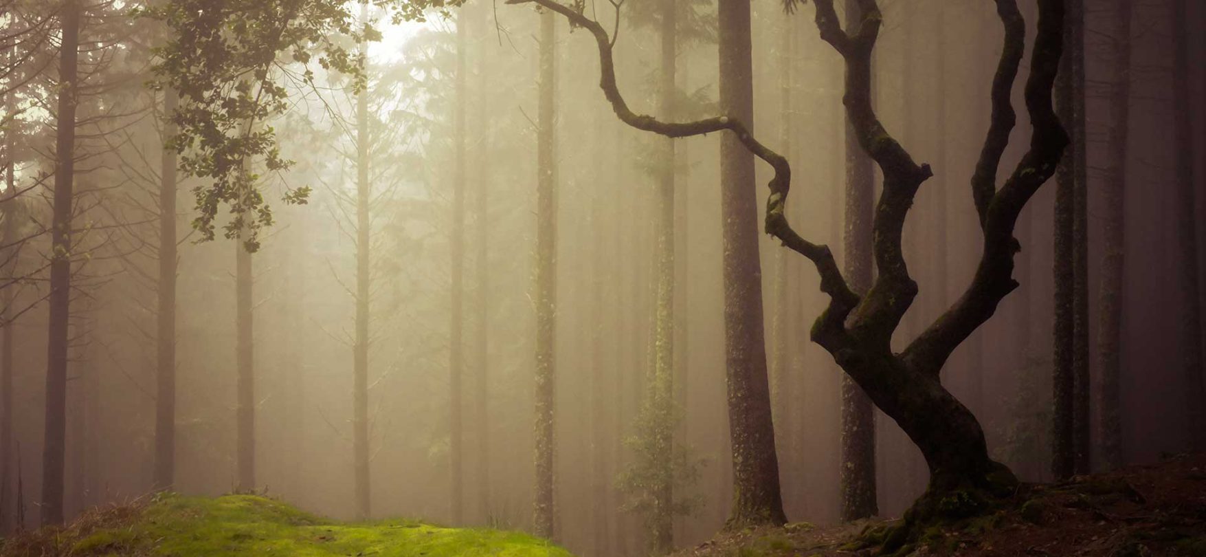 In den Wäldern von Madeira herrscht eine ganz besondere Atmosphäre.