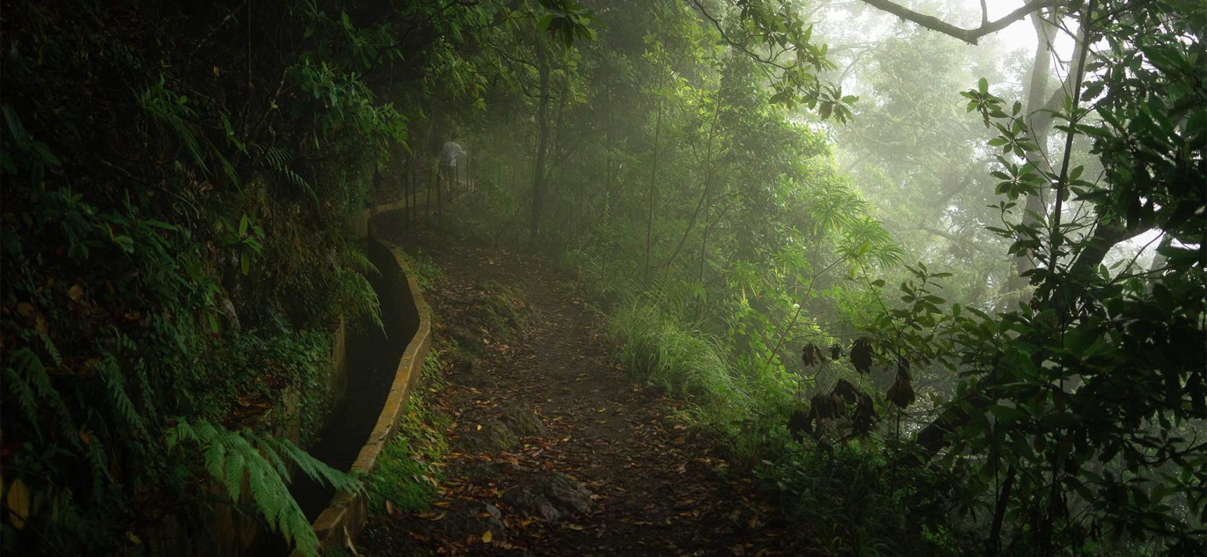 Hier geht es tropisch zu: Viele Arten von Pflanzen säumen diesen Weg, auf dem man sich wie ein Entdecker im Dschungel fühlen kann!
