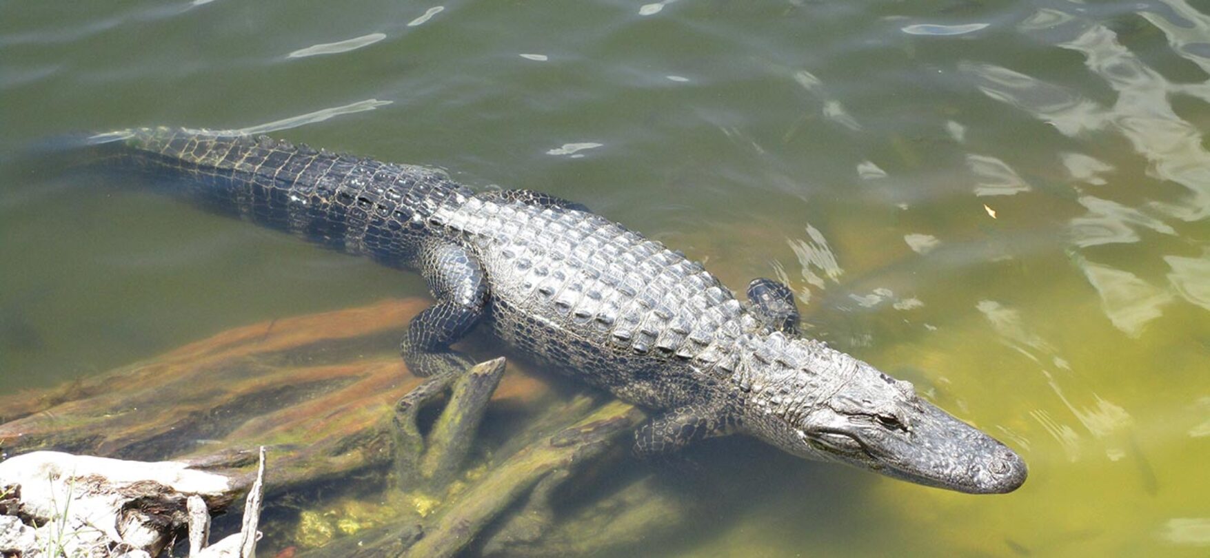 Everglades Nationalpark
