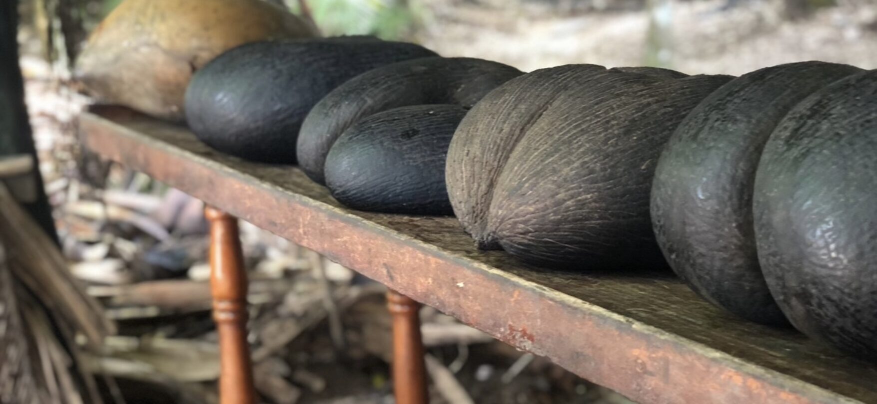 Coco de Mer im Vallée de Mai auf Praslin