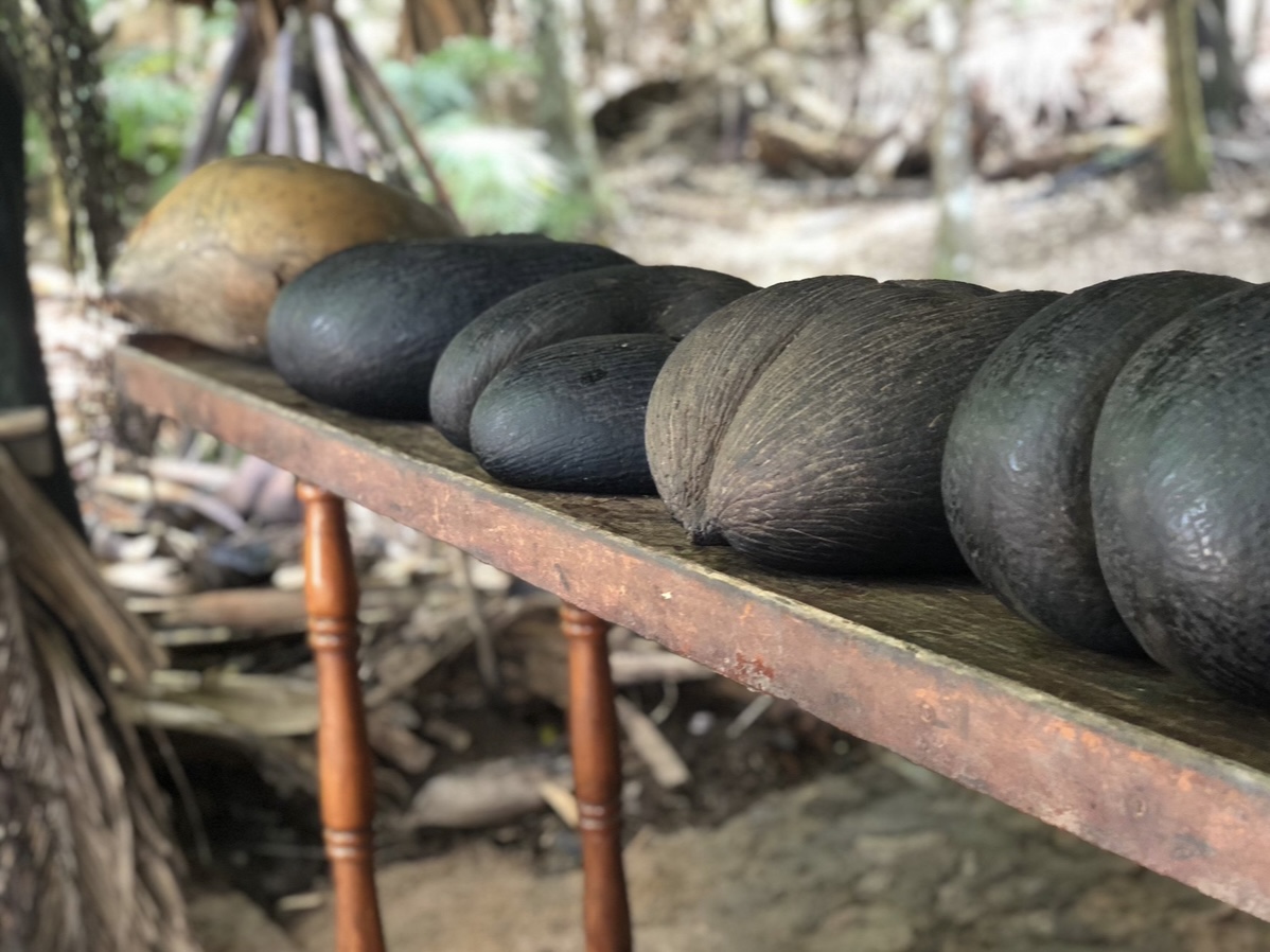 UNESCO-Weltnaturerbe Vallée de Mai mit Coco de Mer Coco de Mer im Vallée de Mai auf Praslin