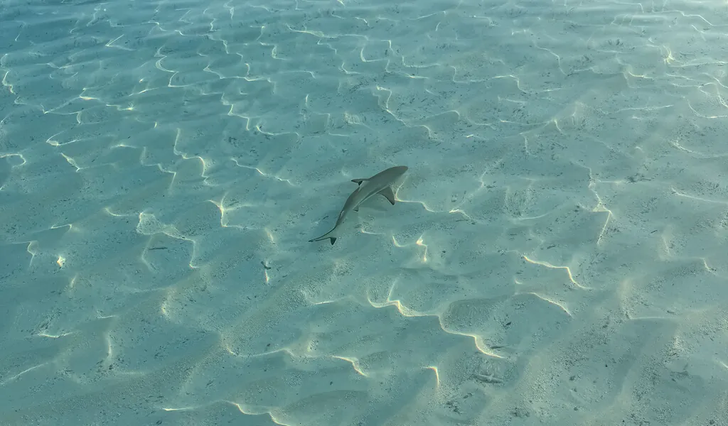 Kleiner Hai im klaren, flachen Wasser einer Lagune auf den Malediven