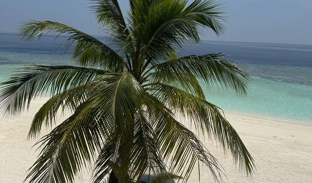 Palme am weißen Strand mit türkisblauem Meer auf den Malediven
