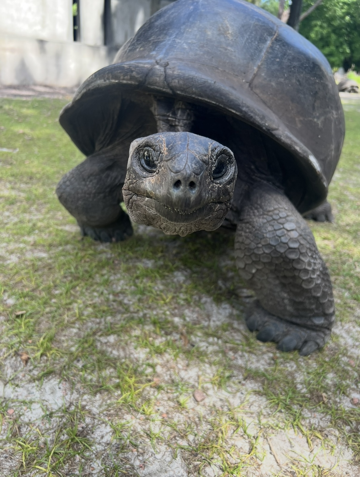 Begegnung mit einer Aldabra-Riesenschildkröte auf Curieuse Riesenschildkröte auf Curieuse blickt neugierig in die Kamera