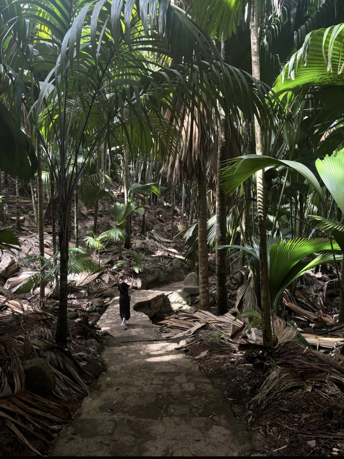 Wanderung durch den Palmenwald im Vallée de Mai Spaziergang durch Palmenwald im Vallée de Mai auf Praslin