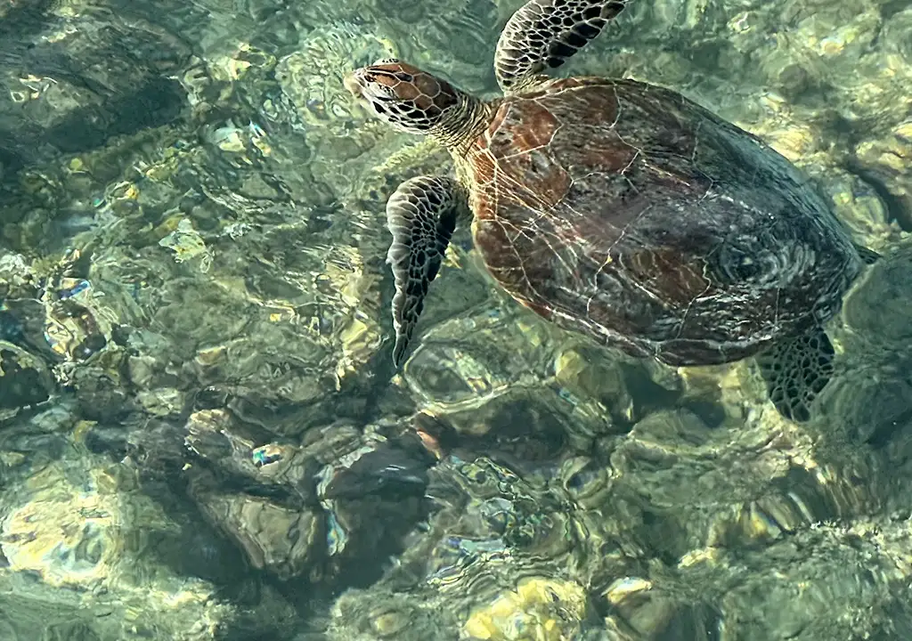 Reisebericht Malediven Schnorcheln mit Schildkröten am Hausriff von Athuruga