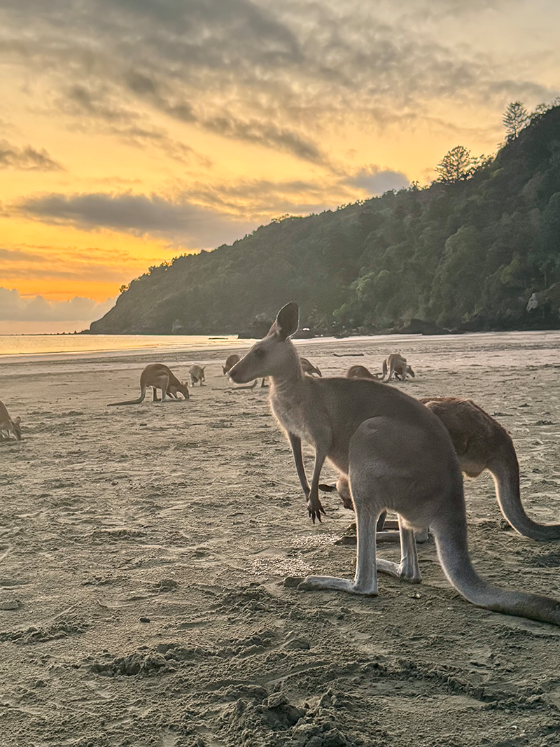 Kängurus am Strand bei Sonnenaufgang in Cape Hillsborough
