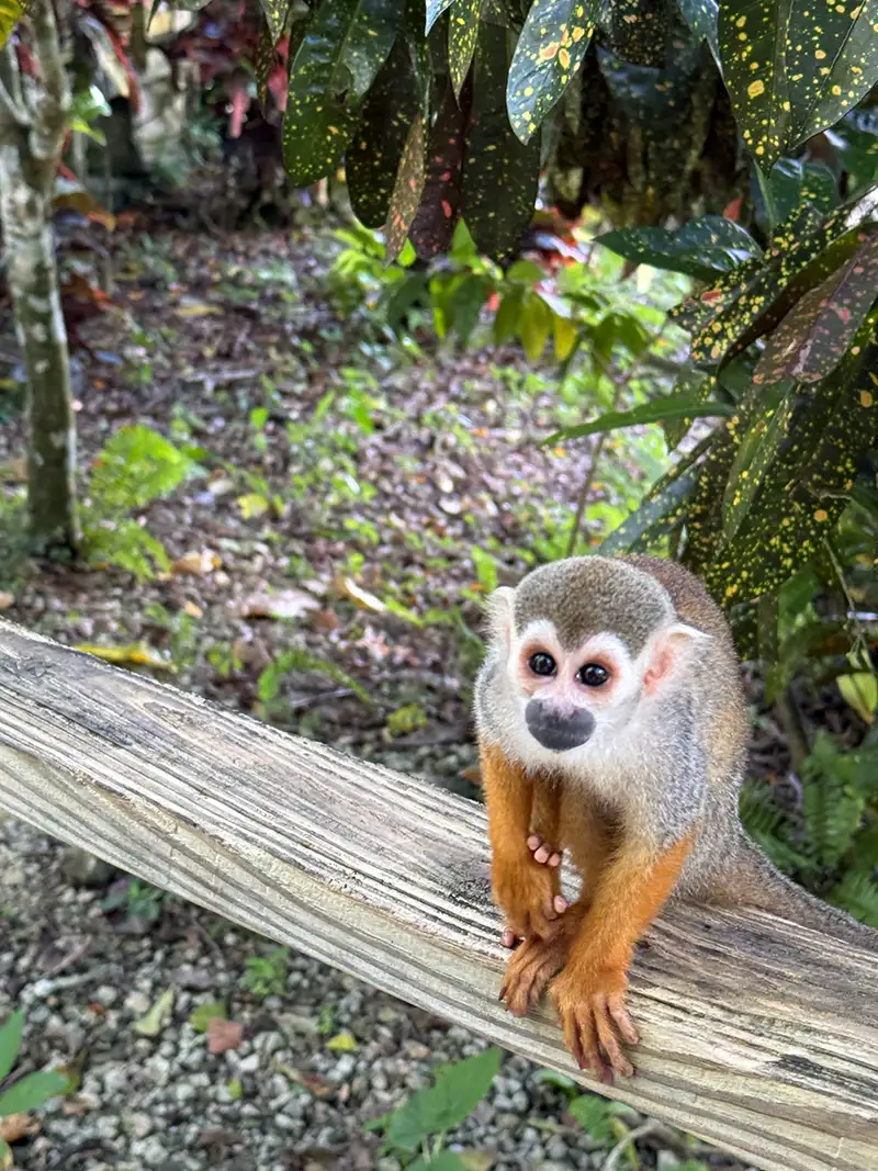 Kleiner Affe in Monkeyland in der Dominikanischen Republik während des Landausflugs