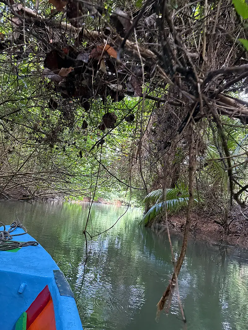 Bootsfahrt auf dem Indian River auf Dominica durch dichte tropische Natur