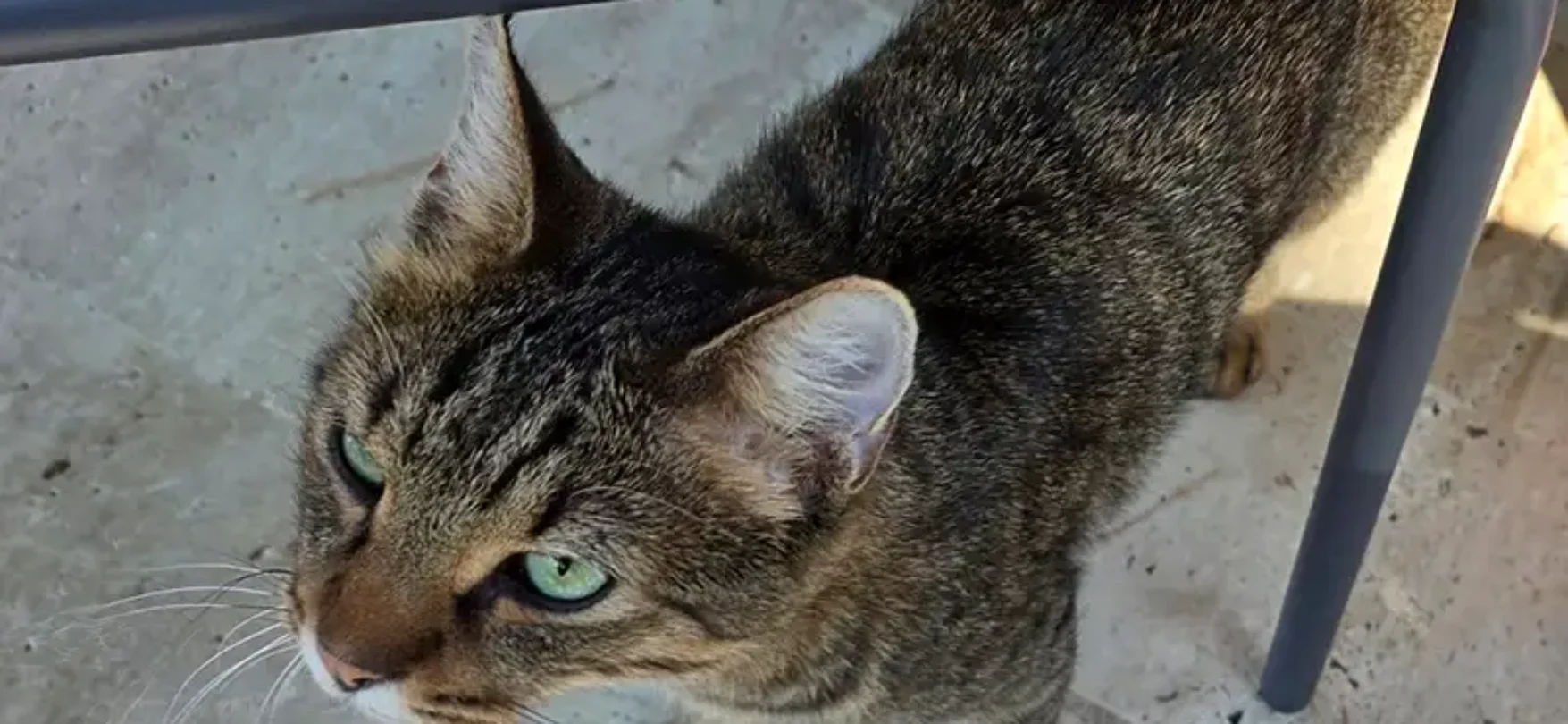 Katze im Robinson Camyuva in Kemer mit grünen Augen auf der Terrasse des Clubs