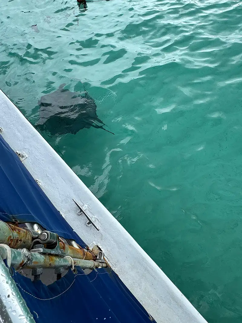 Stachelrochen im klaren Wasser vor Antigua während eines Schnorchelausflugs in der Karibik