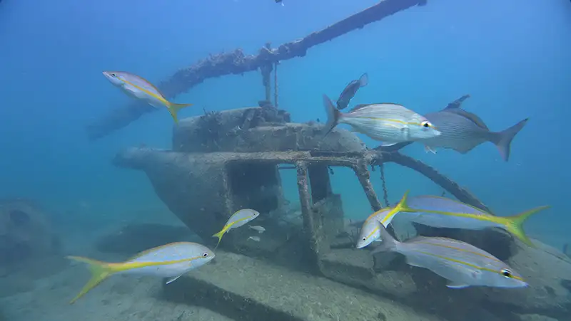 Unterwasserwelt bei St. Maarten mit Fischen und Schiffswrack während des SeaTrek-Ausflugs