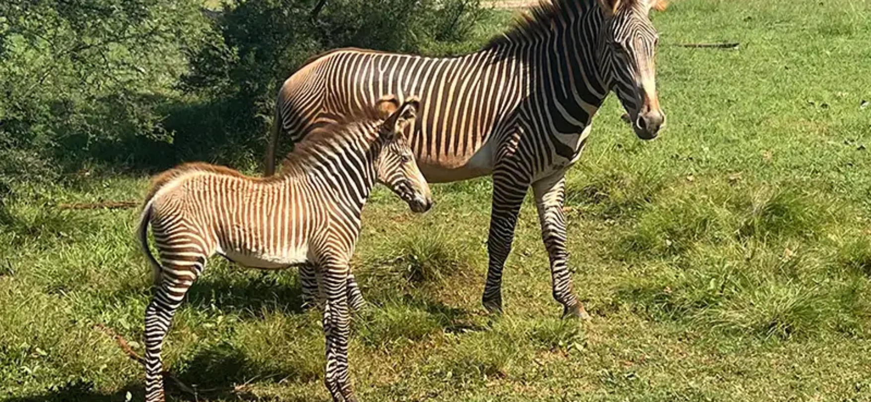 Zebra mit Jungtier auf der Jeepsafari in Cayo Saetía auf Kuba