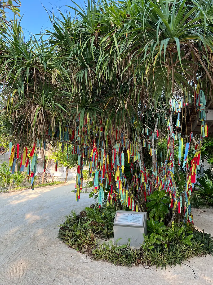 Freedom Tree im Cora Cora Maldives mit bunten Wunschbändern