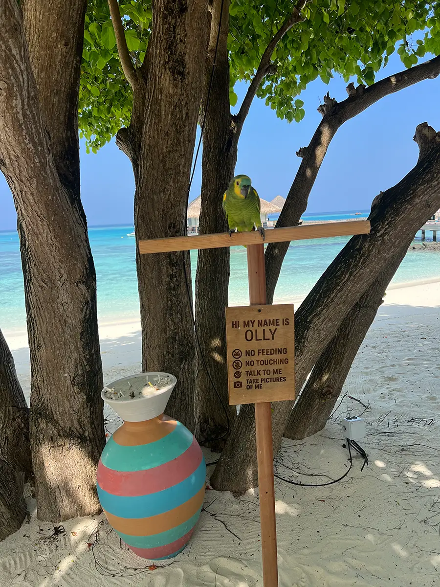 Papagei Olly am Strand des Cora Cora Maldives mit Blick auf türkisfarbenes Meer